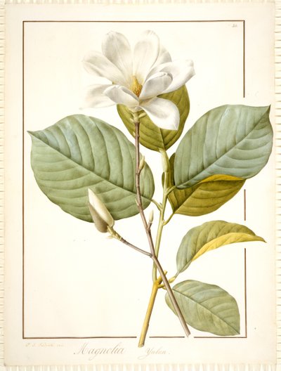 Magnolia Yulan, Magnolia Denudata, 1812 - Pierre Joseph Redouté